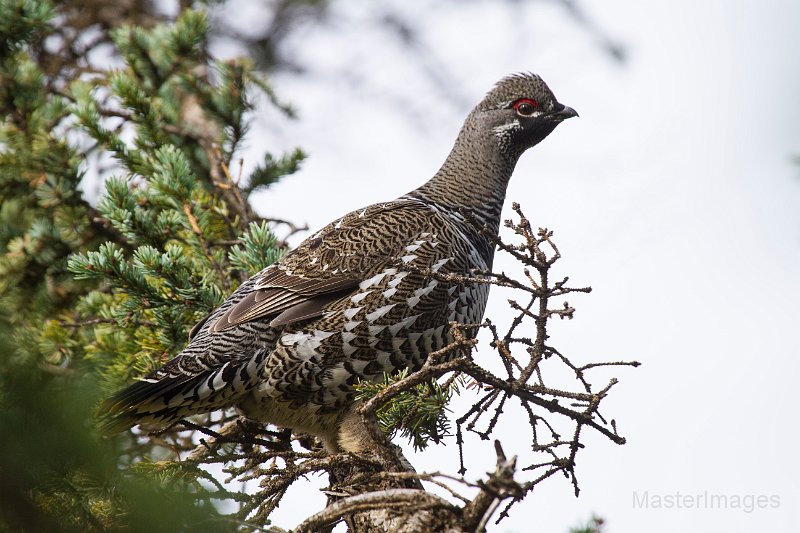 _MG_7574c.jpg - Spruce Grouse (Falcipennis canadensis)